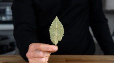 Lauro lapai ir kava