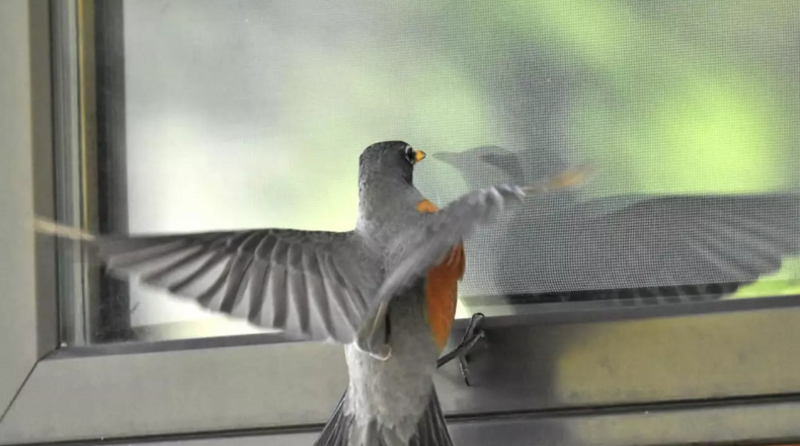 Paukštis kaip likimo ženklas