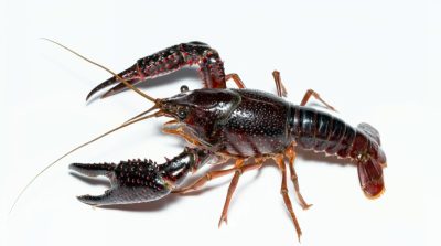 Vėžys