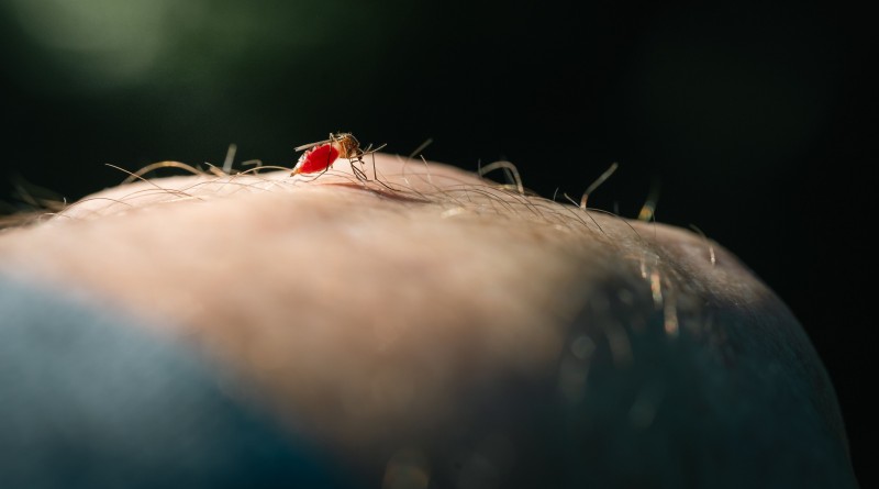 Uodas siurbia kraują